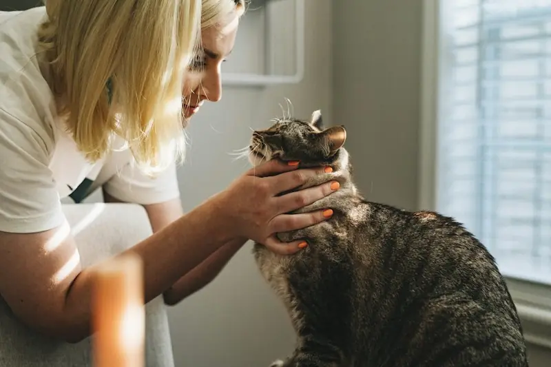 Veterinarian caring for a cat